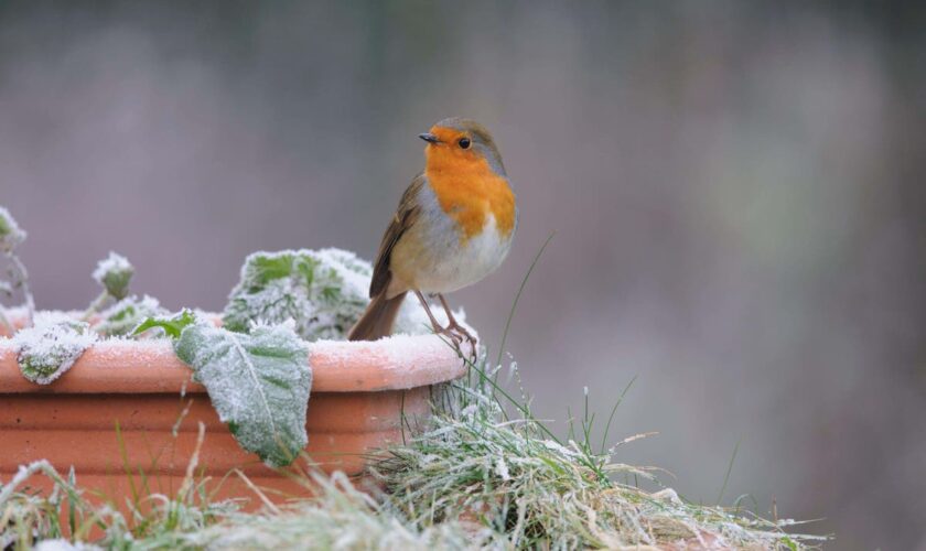 How to protect your garden before the first frosts set in