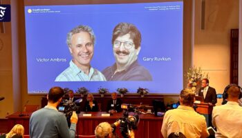 Nobelpreis für Medizin 2024  geht an Entdecker der microRNA