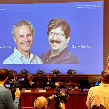 Nobelpreis für Medizin 2024  geht an Entdecker der microRNA