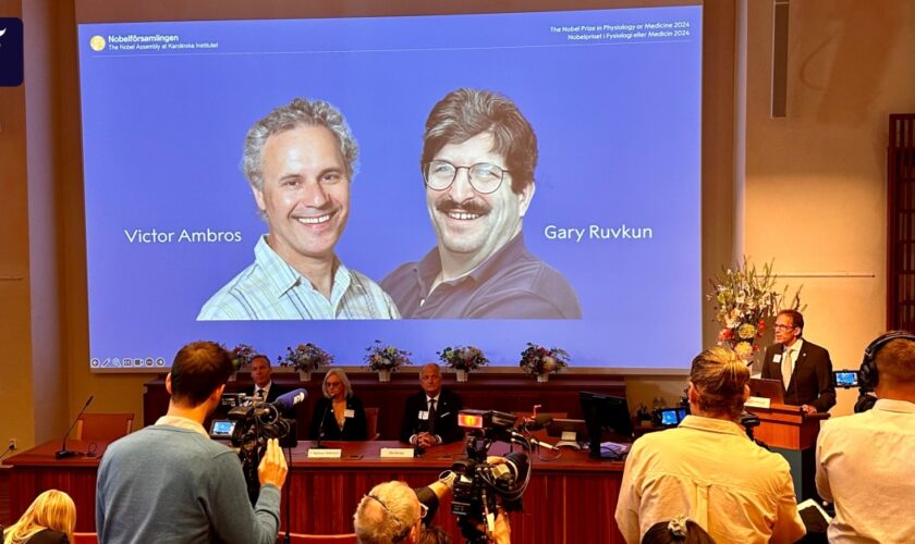 Nobelpreis für Medizin 2024  geht an Entdecker der microRNA