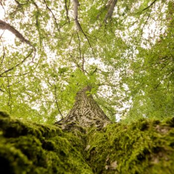 F.A.Z. Frühdenker: Kann der deutsche Wald beim Erreichen der Klimaziele helfen?