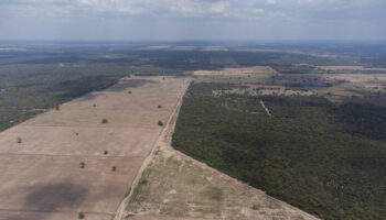 Le commerce du collagène participe à la déforestation au Paraguay, selon l’ONG Global Witness