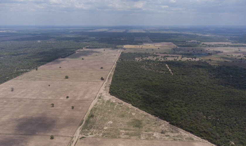 Le commerce du collagène participe à la déforestation au Paraguay, selon l’ONG Global Witness