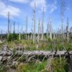 Klimaschäden: Deutsche Wälder speichern weniger CO₂ als sie abgeben