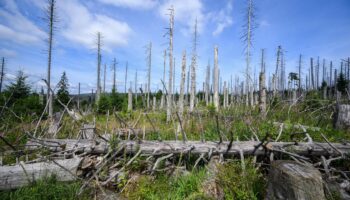 Klimaschäden: Deutsche Wälder speichern weniger CO₂ als sie abgeben