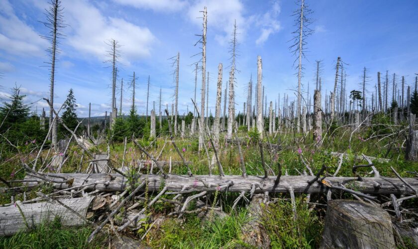 Klimaschäden: Deutsche Wälder speichern weniger CO₂ als sie abgeben