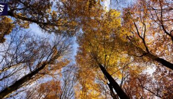 Alarmierende Daten: Ein kranker Wald wird zum Klimasünder