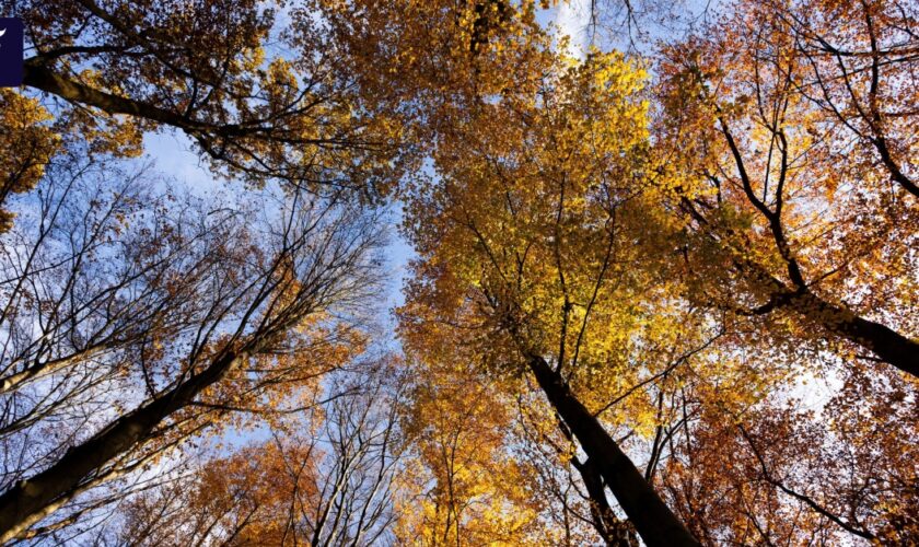 Alarmierende Daten: Ein kranker Wald wird zum Klimasünder