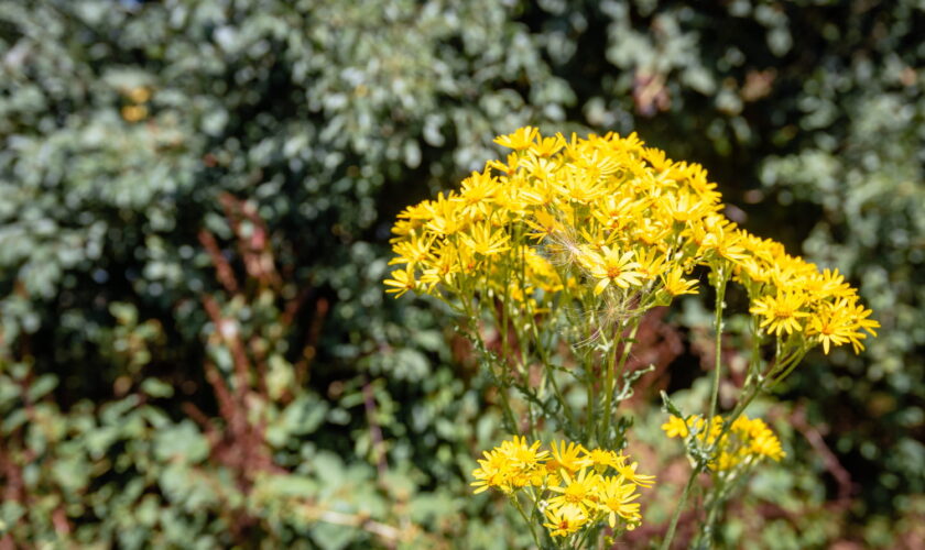 Si vous voyez cette plante dans votre jardin, attention, elle est très toxique - il faut vous en débarrasser