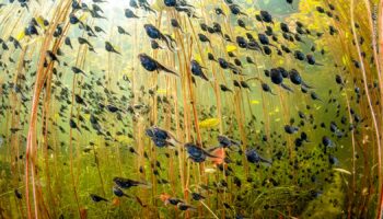 Tadpoles take top prize as greatest wildlife photographs of the year are revealed