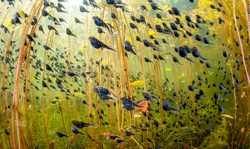 Tadpoles take top prize as greatest wildlife photographs of the year are revealed