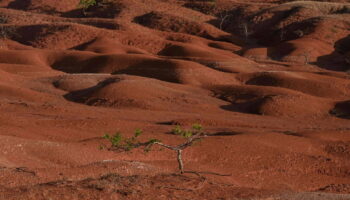 Déforestation : en 2023, 6,4 millions d’hectares ont été perdus