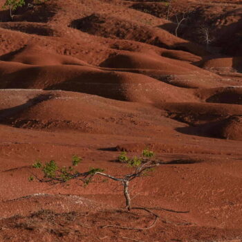 Déforestation : en 2023, 6,4 millions d’hectares ont été perdus