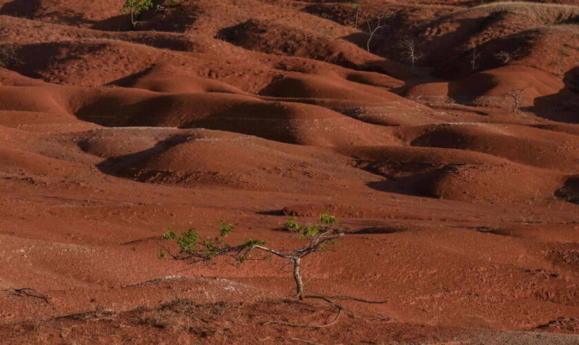 Déforestation : en 2023, 6,4 millions d’hectares ont été perdus