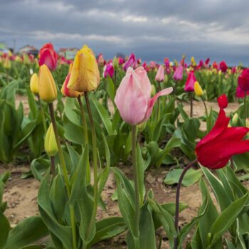 Après la mort de sa fille, une ancienne fleuriste dénonce le scandale de l’exposition aux pesticides dans les fleurs