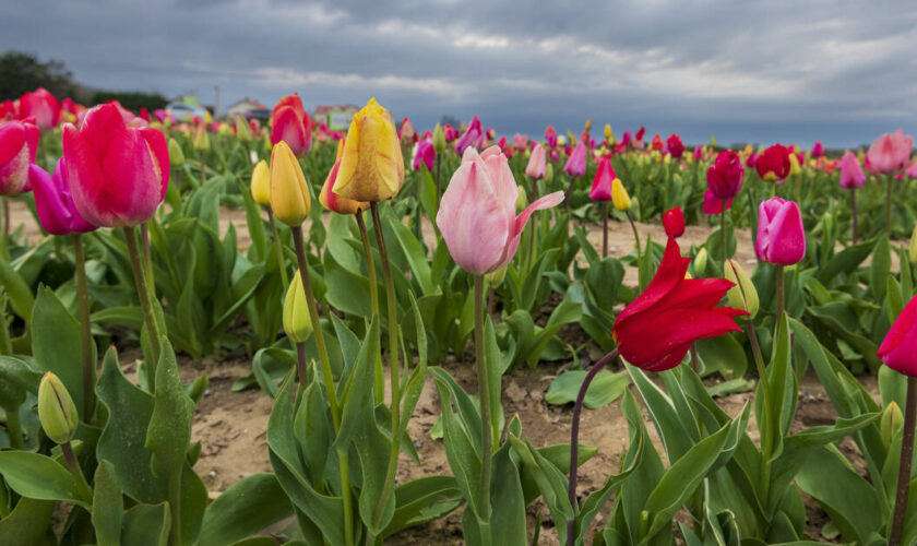 Après la mort de sa fille, une ancienne fleuriste dénonce le scandale de l’exposition aux pesticides dans les fleurs