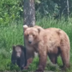 Concours du plus gros ours 2024 en Alaska : derrière la gagnante Grazer, une terrible histoire de meurtre