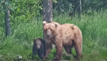 Concours du plus gros ours 2024 en Alaska : derrière la gagnante Grazer, une terrible histoire de meurtre