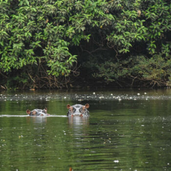 Au Nigeria, des pêcheurs célèbrent la mort d’une “hippopotame tueuse”