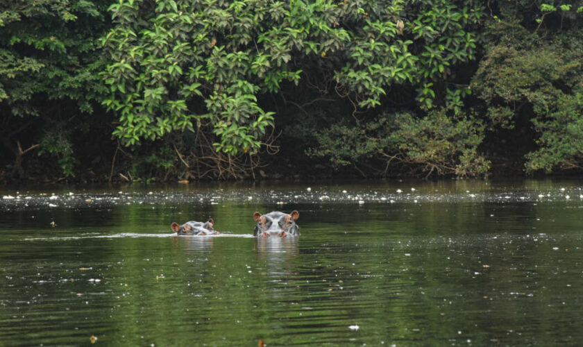 Au Nigeria, des pêcheurs célèbrent la mort d’une “hippopotame tueuse”