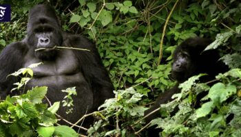 WWF warnt vor den Folgen des Artensterbens