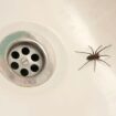 The eight best ways to get rid of spiders from your home