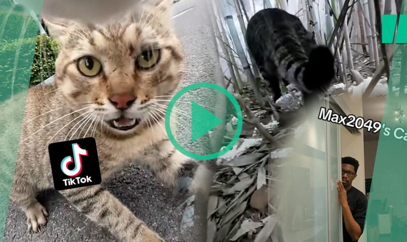 Sur TikTok, ce chat avec une caméra embarquée est la terreur de son quartier