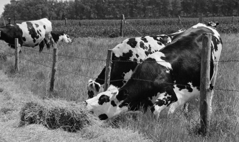 « Le travail, mon dieu, quel travail ! » : la vie d’une jeune fermière, il y a 50 ans dans « le Nouvel Obs »