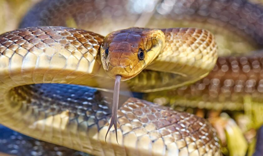 The Aesculapian snake can be found in London and Wales. File pic: iStock