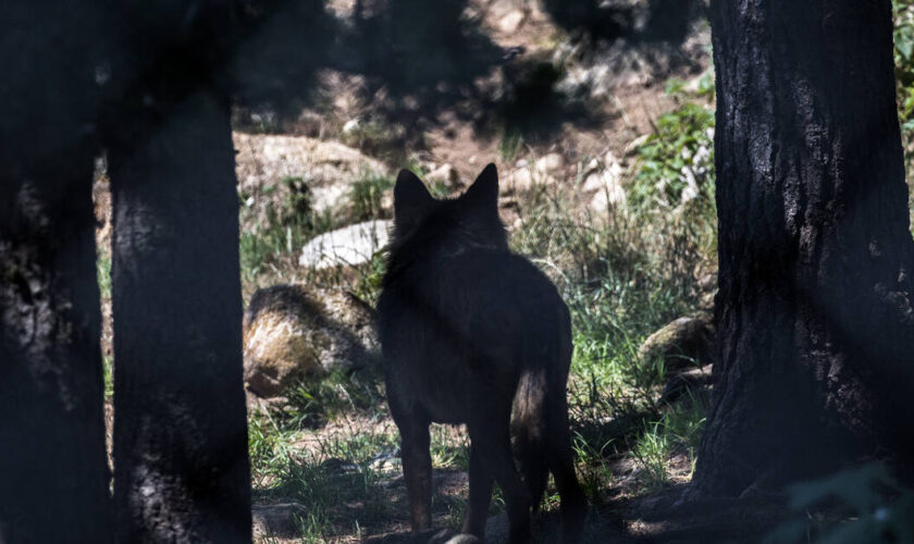 Loup empoisonné : de la prison avec sursis pour un éleveur de la Drôme