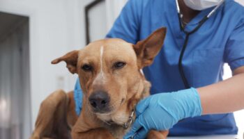 Expert warns of damage done to pets by changing the clocks