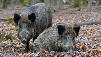 Nièvre : des dizaines de sangliers ravagent régulièrement cette commune, la mairie démunie