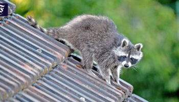 Waschbären in Frankfurt: Der Problembär ist da