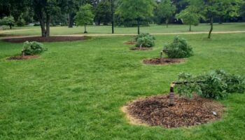 vandals destroyed nearly 200 young trees and shrubs in Melbourne. Glen Eira local council have published images on insta Credit: Glen Eira City Council. Story is here: https://www.gleneira.vic.gov.au/about-council/news/latest-news/tree-vandalism-across-glen-eira