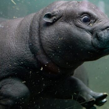 Toni im Berliner Zoo: Wer taucht denn da?