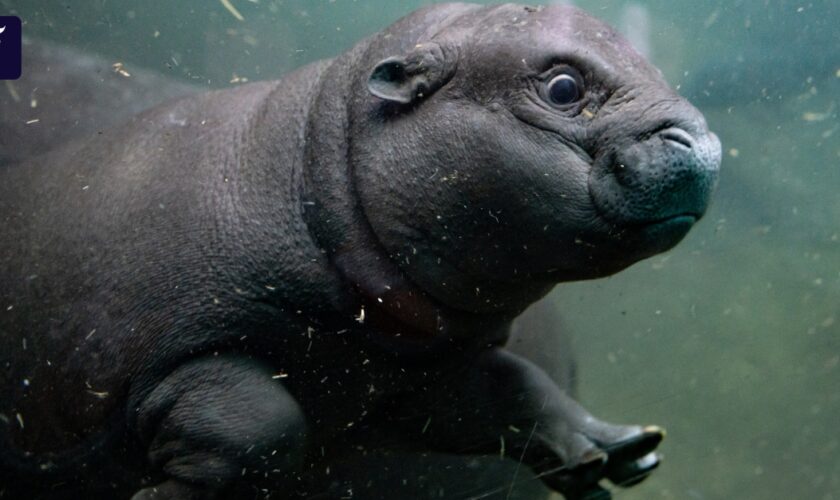 Toni im Berliner Zoo: Wer taucht denn da?