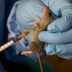 An Iowa resident has died from rare Lassa fever. What to know about the virus