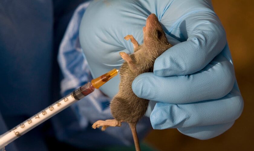 An Iowa resident has died from rare Lassa fever. What to know about the virus