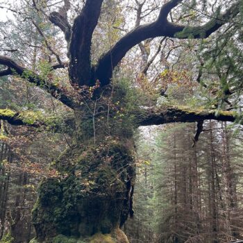 EMBARGOED TO 1930 TUESDAY OCTOBER 29 Undated handout photo issued by Woodland trust of the centuries-old "Skipinnish Oak" named after a Scottish ceilidh band which has won this year's Tree of the Year contest, the Woodland Trust has announced. The oak, thought to be at least 400 years old and hidden away in a Sitka spruce plantation in Lochaber, in the Scottish Highlands. Issue date: Tuesday October 29, 2024.