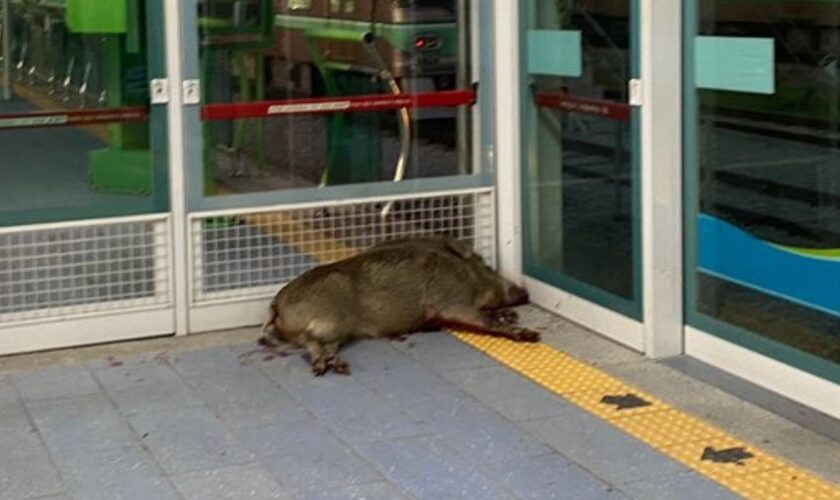 Wild boar shot dead after biting man's arm at rail station