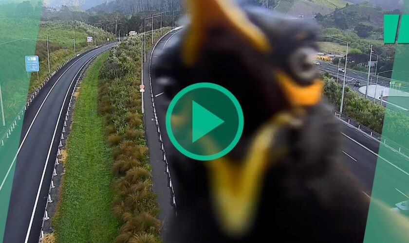 En Nouvelle-Zélande, cet oiseau tropical a fait son numéro devant une caméra de surveillance