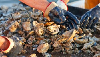 Hard-luck Mississippi Gulf Coast will have its first oyster season since 2018