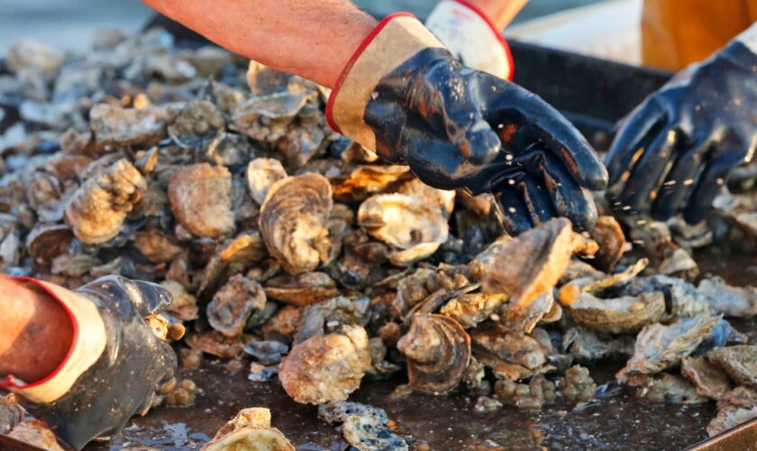 Hard-luck Mississippi Gulf Coast will have its first oyster season since 2018