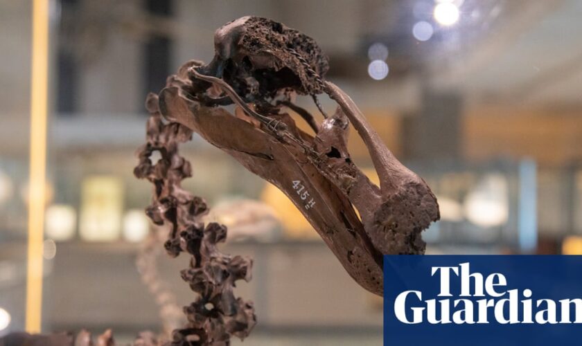 AI gives voice to dead animals in Cambridge exhibition