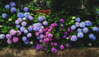 Add one natural item to your soil now and your hydrangeas will have stunning blooms next spring