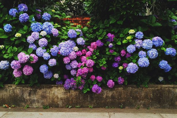 Add one natural item to your soil now and your hydrangeas will have stunning blooms next spring