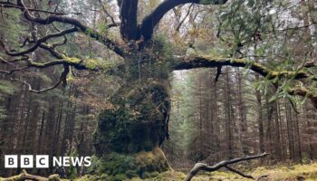 Ancient oak named after a band is UK Tree of the Year