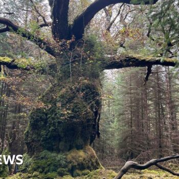 Ancient oak named after a band is UK Tree of the Year