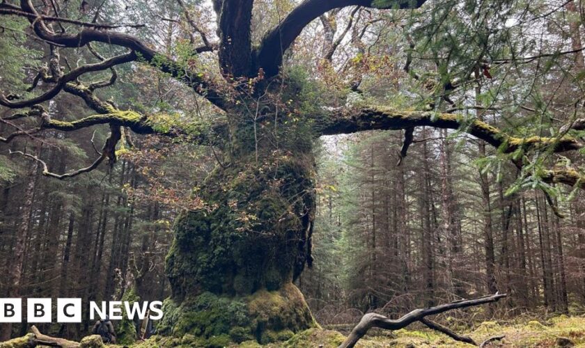 Ancient oak named after a band is UK Tree of the Year