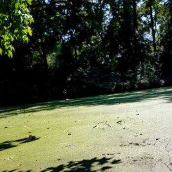 Insbesondere im Tiergarten sieht der BUND ungeeignete Gewässer für Amphibien. (Archivbild) Foto: Fabian Sommer/dpa